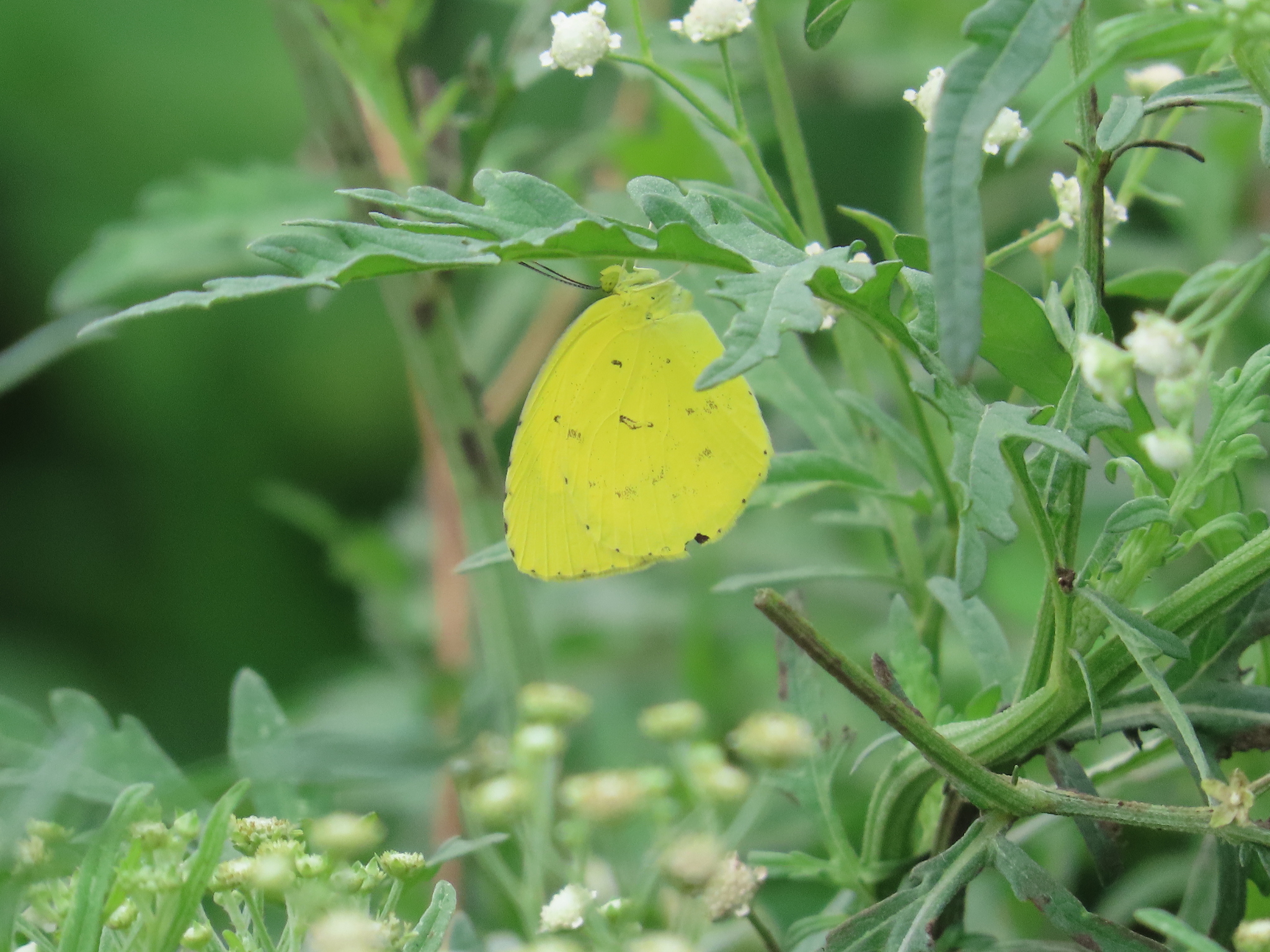 Common Grass Yellow