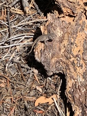 Sceloporus cowlesi