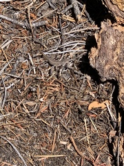 Sceloporus cowlesi
