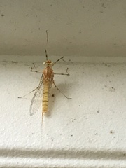 Maccaffertium modestum