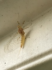 Maccaffertium modestum