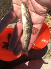 Catostomus tahoensis