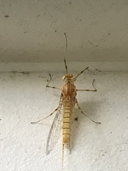 Maccaffertium modestum