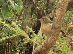 Fringilla coelebs canariensis
