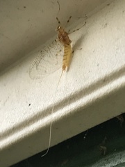 Maccaffertium modestum