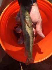 Catostomus tahoensis