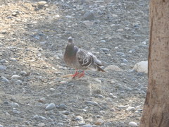Columba livia domestica