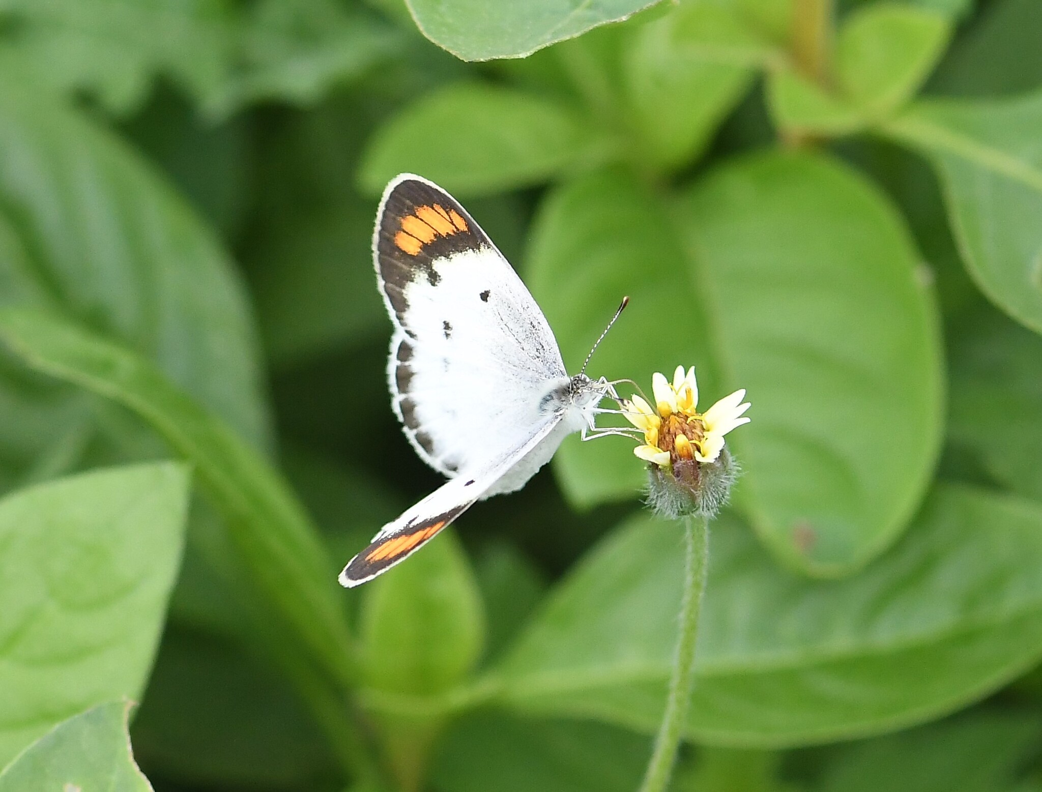 Little Orange-Tip
