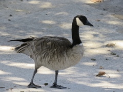 Branta canadensis