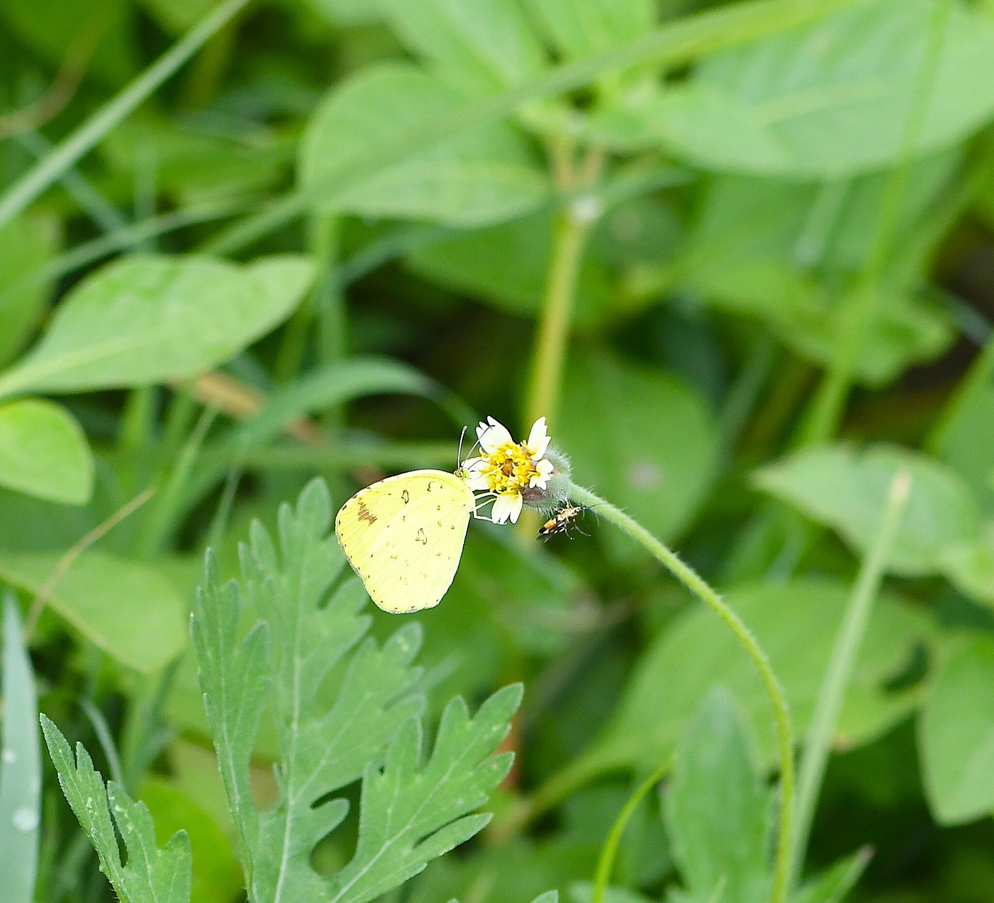 Common Grass Yellow