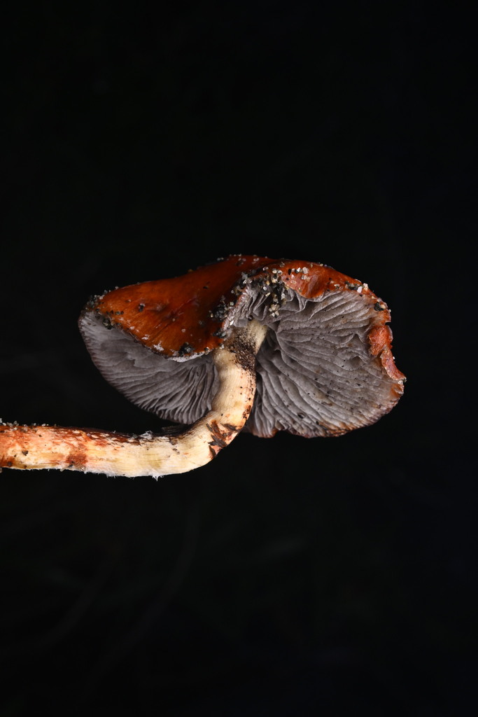 Leratiomyces ceres · April 2025 · photo: © invertebratist (iNaturalist, cc-by-nc)