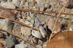 Trimerotropis titusi