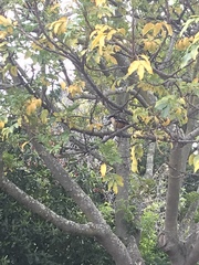 Laniarius ferrugineus