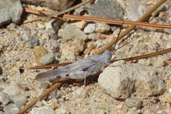 Trimerotropis titusi