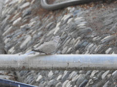 Streptopelia decaocto