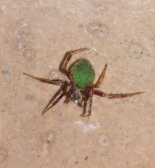 Araneus detrimentosus