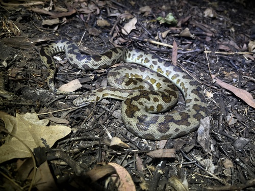 Cape York Spotted Python sighting