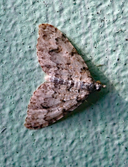 Helastia farinata