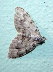 Helastia farinata