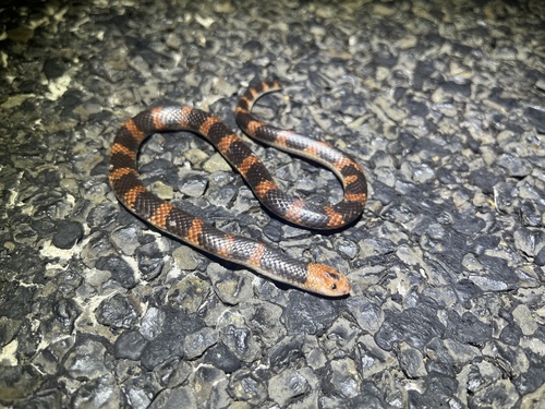Cape York Shovel-nosed Snake