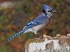 Blue Jay - Photo (c) Judy Gallagher, some rights reserved (CC BY)
