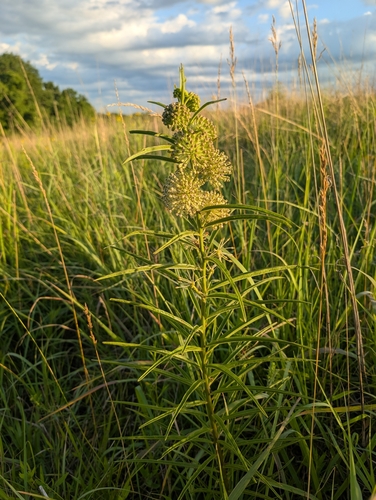 tall green milkweed