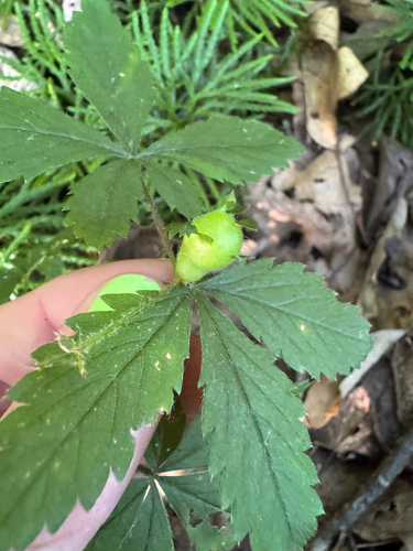 Cinquefoil bud gall wasp photo 5