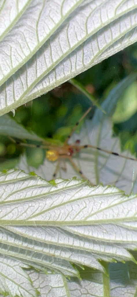 White Long-legged Cobweaver