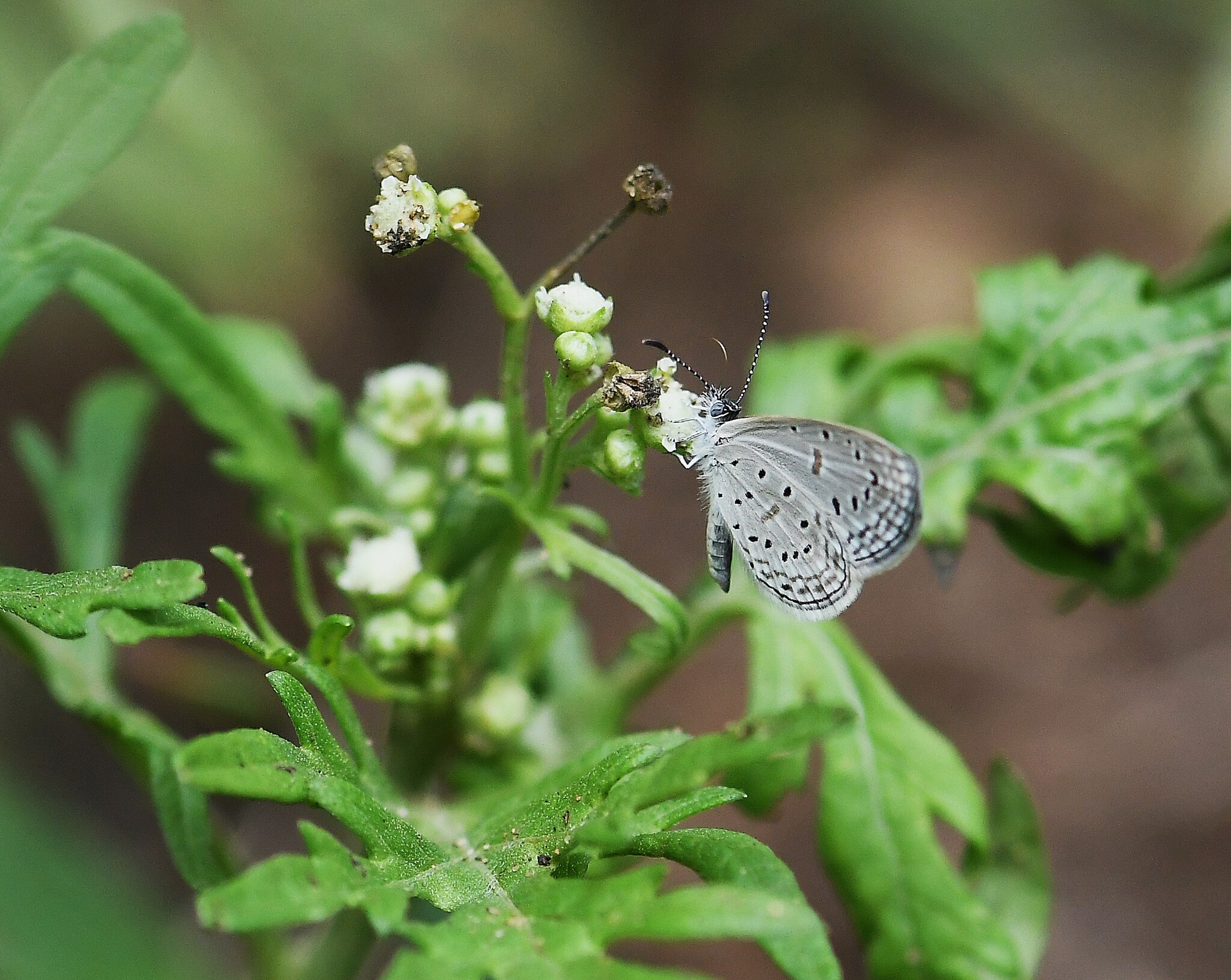 Tiny Grass Blue