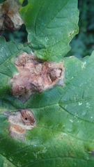 Pediaspis aceris