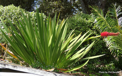 Xeronema callistemon