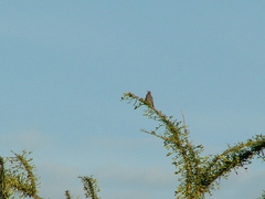 Melanerpes hypopolius