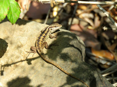 Liolaemus schroederi