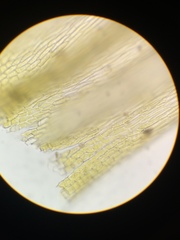 Homalothecium aureum