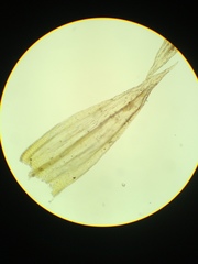 Homalothecium aureum