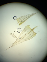 Homalothecium aureum