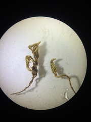 Homalothecium aureum