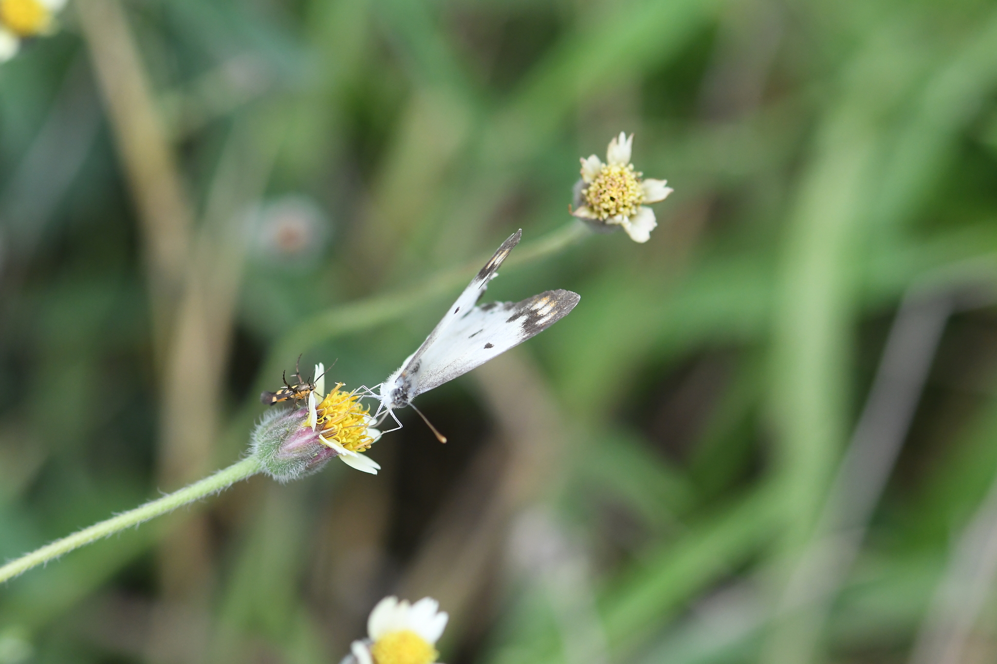Plain Orange-Tip