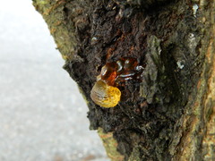 Cytosporaceae