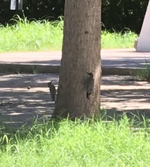 Melanerpes uropygialis