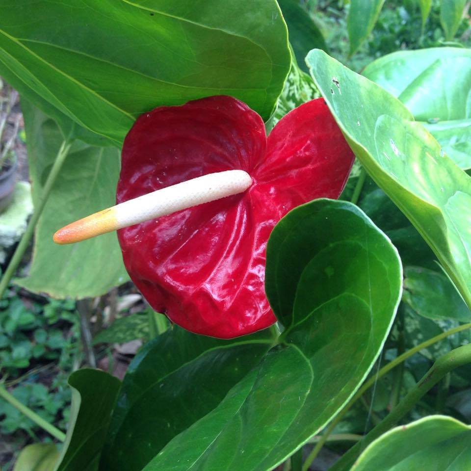 Arum Family (Family Araceae)  iNaturalist