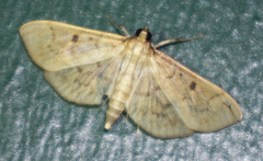 Herpetogramma fluctuosalis