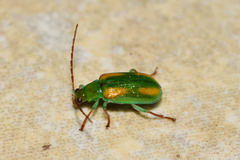 Diabrotica porracea
