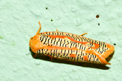 Templemania rhythmogramma