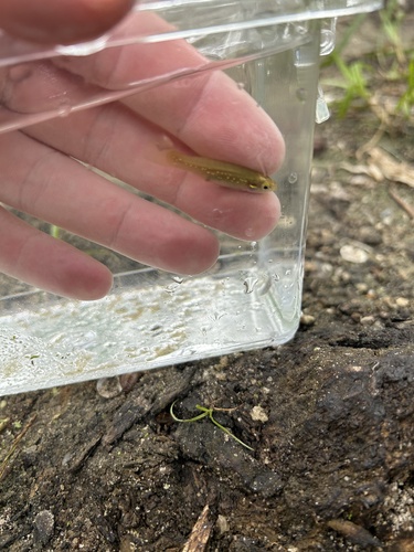 Fundulus chrysotus