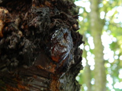 Cytosporaceae