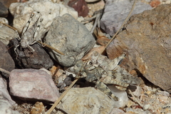 Trimerotropis occidentalis