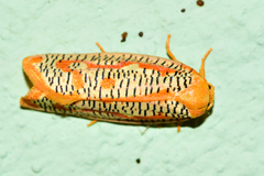 Templemania rhythmogramma