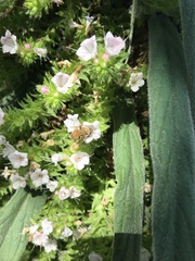 Echium pininana