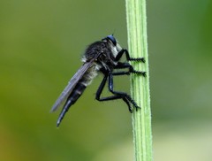 Promachus painteri